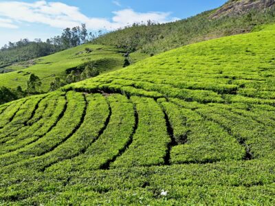 Munnar Travel Agency