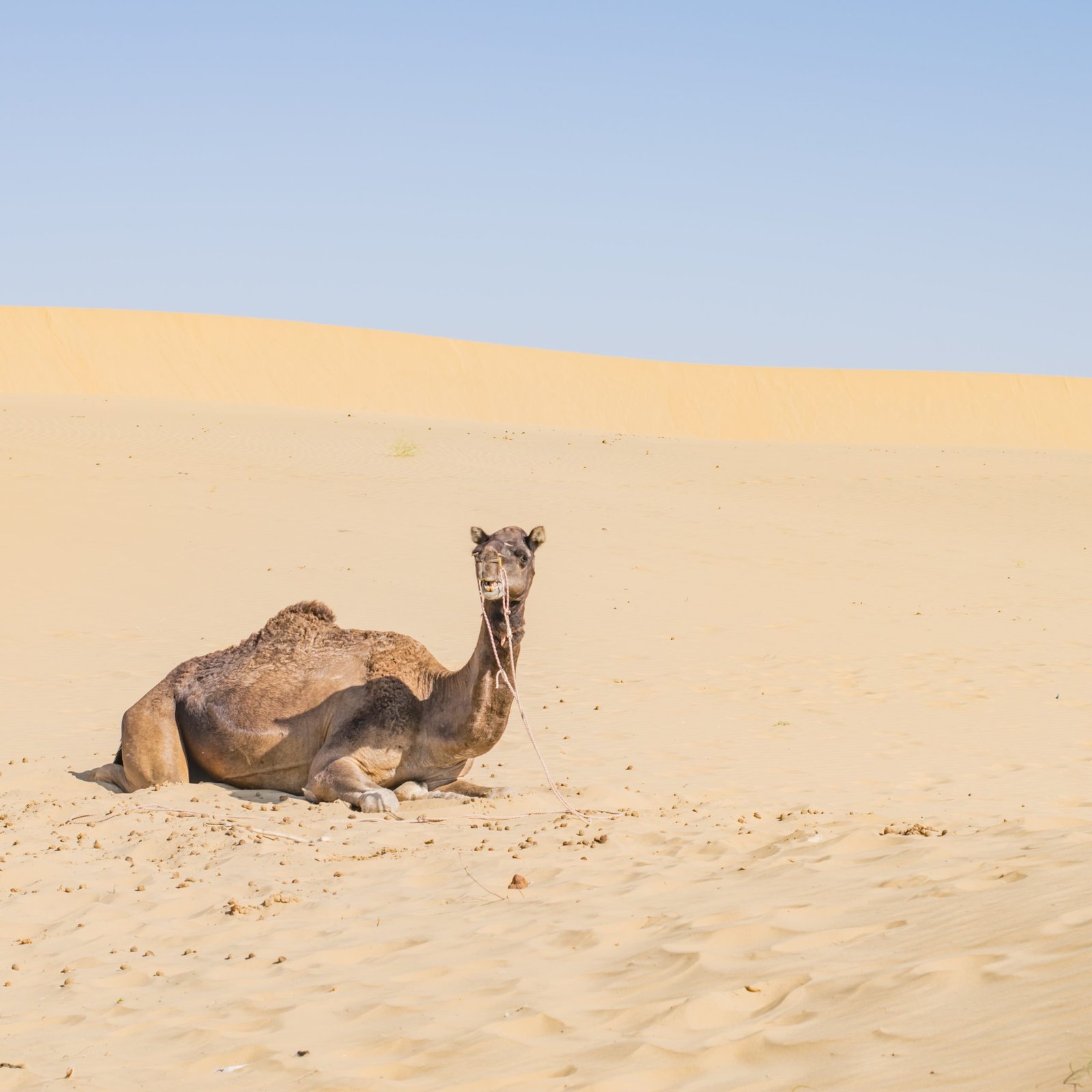 Rajasthan